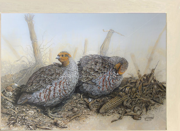 Image of Preening Session - Grey Partridge in a Cornish Maize Field